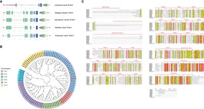 Identification and characterization of Toll-like receptor 14d in Northeast Chinese lamprey (Lethenteron morii)